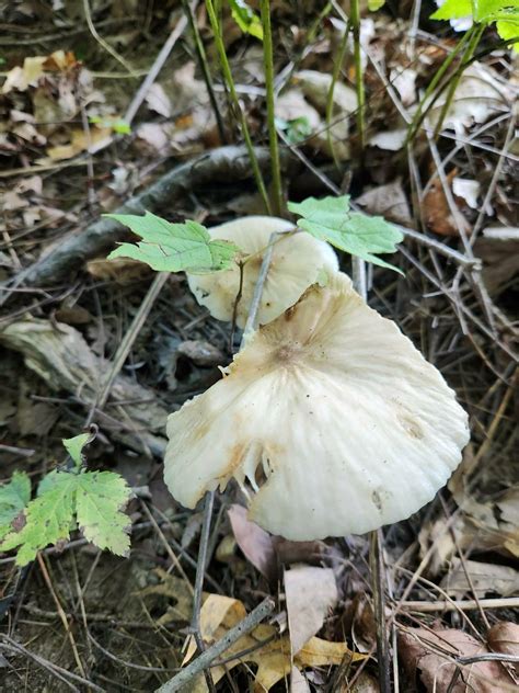 Ohio Id Request Mushroom Hunting And Identification Shroomery