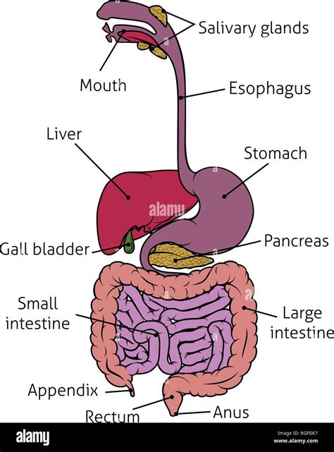 Human Intestines Diagram Female