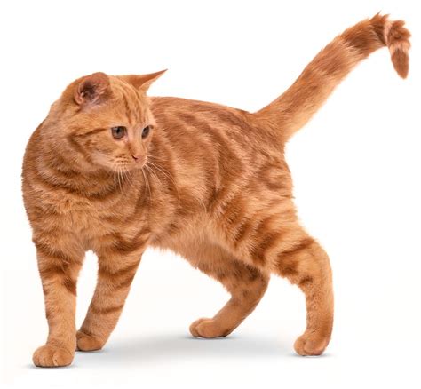 For example the marbled tabby seen in bengals is a variation on the classic tabby. Types of Cats | Domestic Cat Breeds | DK Find Out