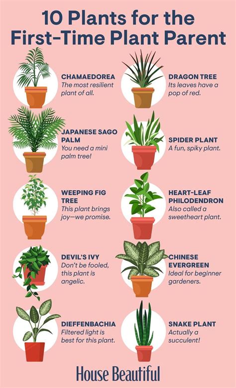 Awesome Different Types Of Houseplants With Pictures And Names References