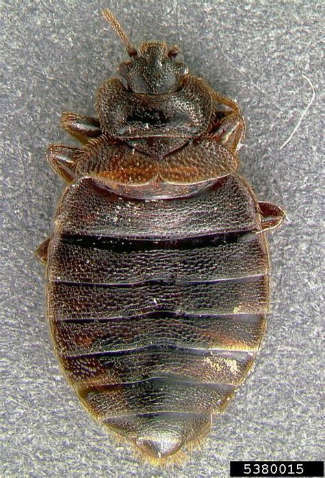 Bed Bug Cimex Lectularius Hemiptera Cimicidae 5380015