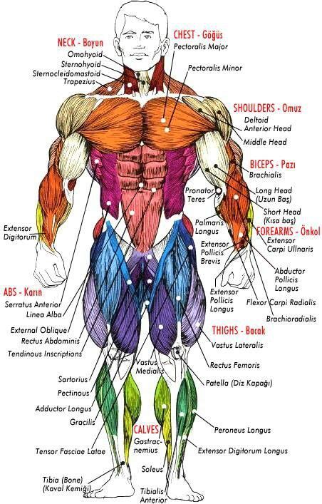 Human Body Muscles Diagram Ida Wilkerson