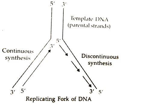 Draw A Neat Labelled Sketch Of A Replicating Fork Of Dna Sarthaks