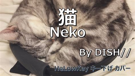 歌ってみた キー下げ 4 猫 Dish Cover Neko Youtube