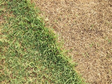 Dry Grass Looking After Dry Lawns Tips For Dry Weather