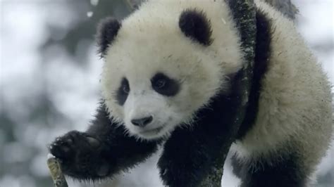 Giant Pandas No Longer Endangered Species In China Cgtn