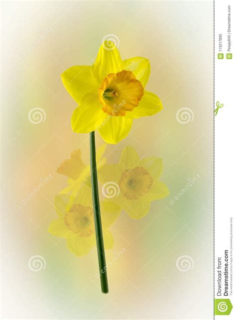 Diffused Easter Daffodils Stock Image Image Of Objects 113217895