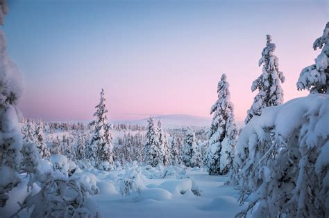 Snowland Picture Of Snow Covered Trees At Saariselkä Finland Taken