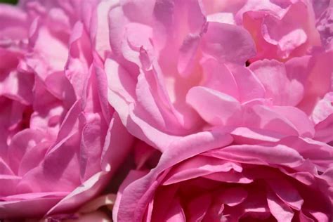 Free Picture Flora Beautiful Nature Flower Macro Pink Petal