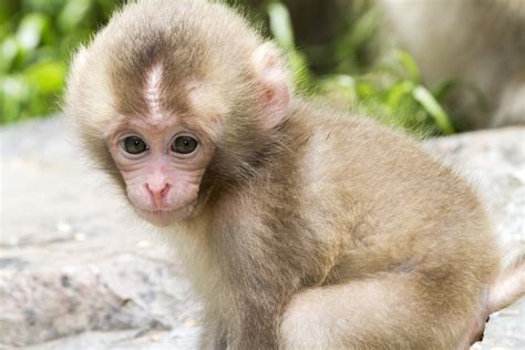 Baby Monkeys Such A Cute Animal Mystart