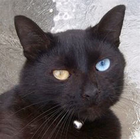 Odd Eyed Black Cat Photoschr Flickr