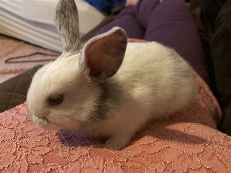 White, red, black, blue, and broken. New Zealand rabbit Rabbits For Sale | Woonsocket, RI #316444