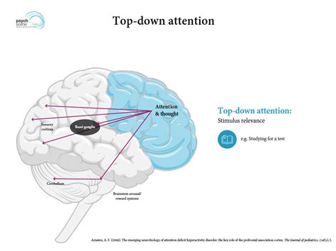 Neurobiology Of Attention Deficit Hyperactivity Disorder Adhd A Primer
