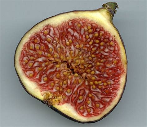 The Story Of The Fig And Its Wasp Ecotone News And Views On