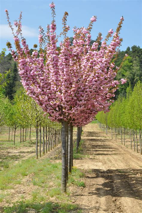 Prunus Serrulata Kanzan Японска Вишна Канзан Vitoshalandscape