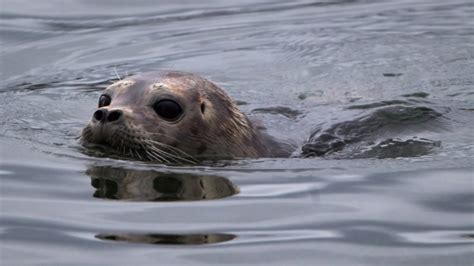 Rescued B C Seal Pup Released Back Into The Wild Ctv News