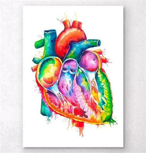 Anatomical Heart Art Watercolor Splash In 2020 Biology Art Anatomy