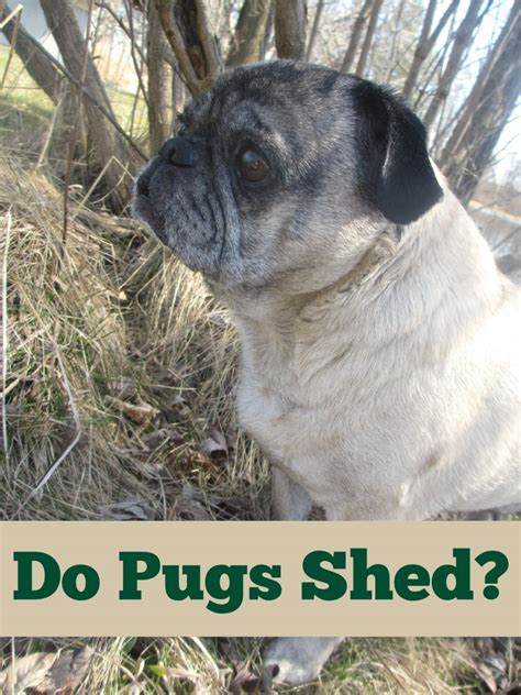 Time of the year also an important factor to pug puppies price Do Pugs Shed? | Emily Reviews