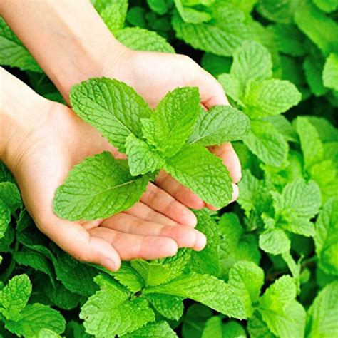 Trim your mint plant regularly. Mojito Mint Live Plant (mentha x villosa) - American Gardener