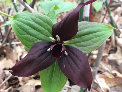 prettiest trillium i ve ever found r botanicalporn