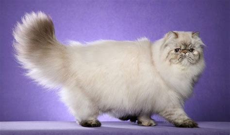 10 Jenis Kucing Paling Mahal Di Dunia Minat Pelihara