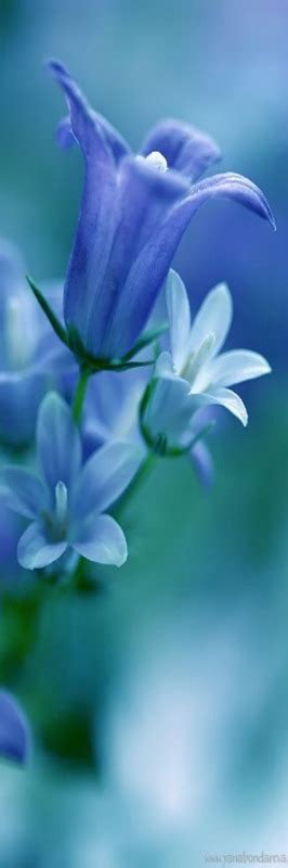 Pin By 🌺 Jacque S 🌺 On 🌺 Azul Light Blue Flowers Flowers Nature