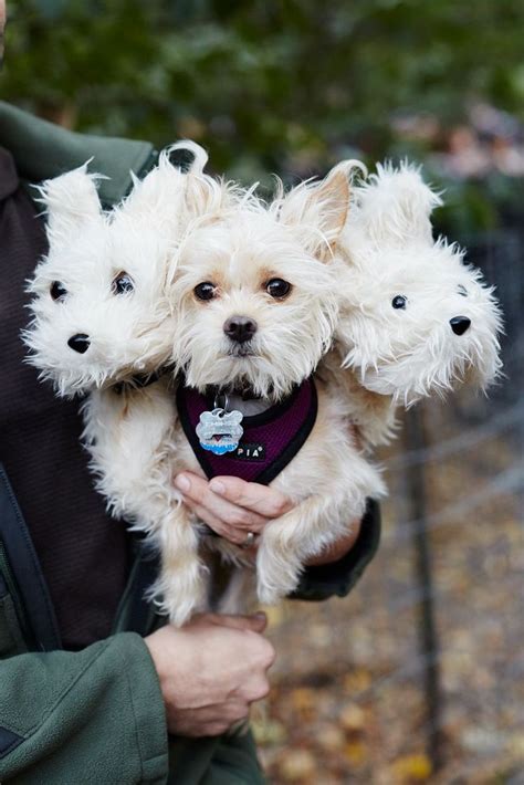 The 40 Best Dog Costumes Ever Best Dog Costumes Dog