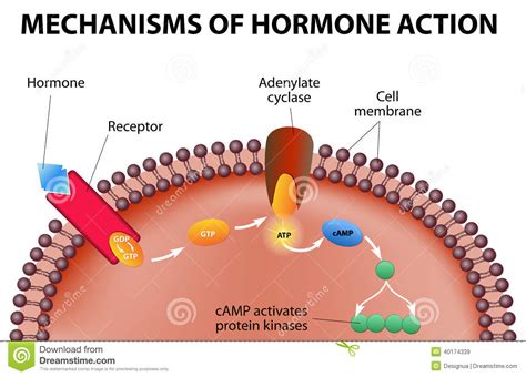 There are nasal decongestants that block. Mechanisms Of Hormone Action Stock Vector - Illustration ...