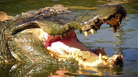 Mans Body Found In South Carolina Pond With Apparent Alligator Bite Marks