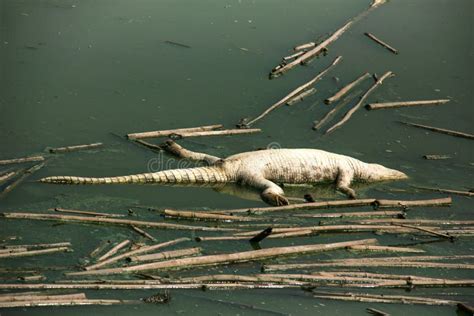 Dead Of Crocodile Corpse In The Water Pollution Stock Image Image Of