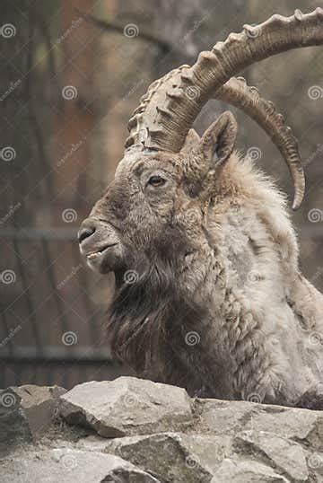 Siberian Ibex Stock Image Image Of Goat Portrait Wildlife 39981517