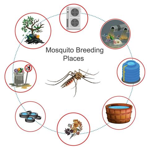 Mosquito Breeding Places 27798553 Vector Art At Vecteezy