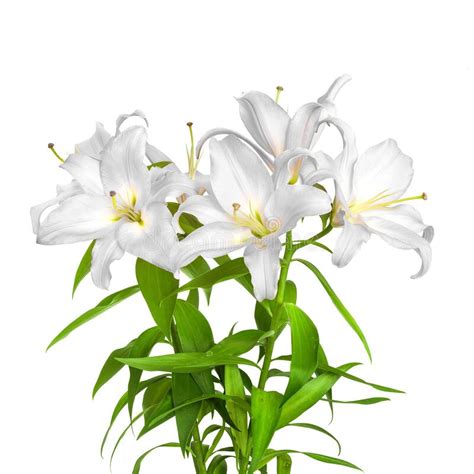 White Lilies Lilies Flowers Stock Photo Image Of Leaf Spring 260256292