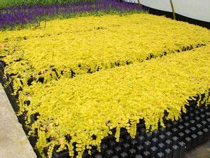 See ground covers for shade and full sun ground covers. Lysimachia Aurea - Creeping Jenny - Fast growing shade ...