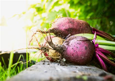 Los Beneficios de Cultivar Remolachas en tu Jardín