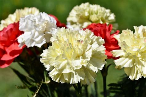 9 Fakta Anyelir Yang Dijuluki Bunga Para Dewa Cantik