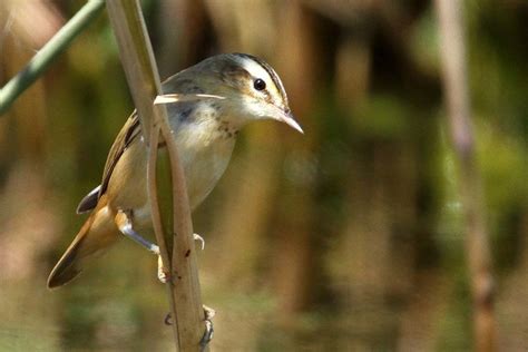 Speckled Reed Warbler Bird Photo Call And Song Acrocephalus