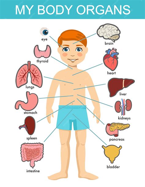 Anatomie Du Corps Humain Système Dorganes Médicaux Pour Enfants
