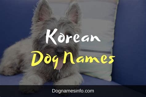 Korean dog names are a fun and cultured option for a new pup. 151+ Korean Dog Names and Meanings for Male and Female Puppies