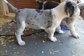 Great dane puppies born on october, i have males and females, will be ready for their new home on december. View Ad: Great Dane Puppy for Sale, Indiana, SPENCER