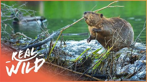 Why Do Beavers Build Dams Nature S Engineers Wildlife Documentary Natural Kingdom Real
