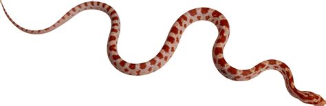A Red And White Striped Snake On A White Background With Clipping Area