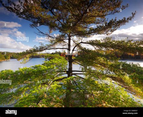 Big Old Pitch Pine Tree On A Shore Of Lake George Fall Nature Scenery