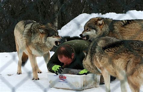 飼育員養狼20年被拱當老大 每餐都要做 指定開飯動作 代表狼族滿滿的愛 Teepr 亮新聞