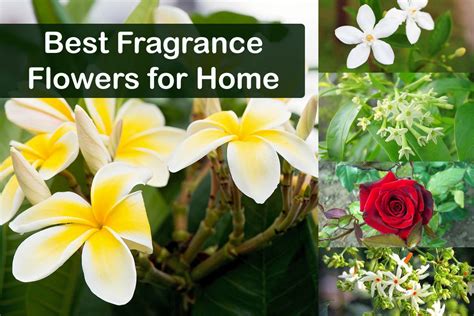 Best Fragrance Flowers For Home Garden Plants Information