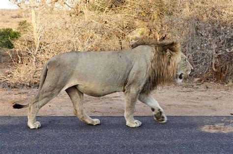 Male Lion Walking On A Road Kruger National Park South Africa Stock Photo