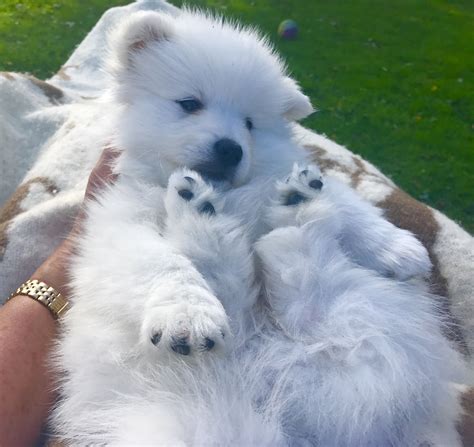 Pin By Nicole On Samoyed Puppies Cute Baby Animals Samoyed Puppy