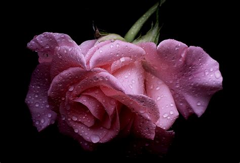 Fonds d ecran Roses Fleurs télécharger photo