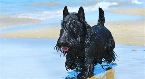 5 Things To Know About Scottish Terriers Petful