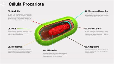 Infografía Células Procariotas Y Eucariotas Partes Apuntes De